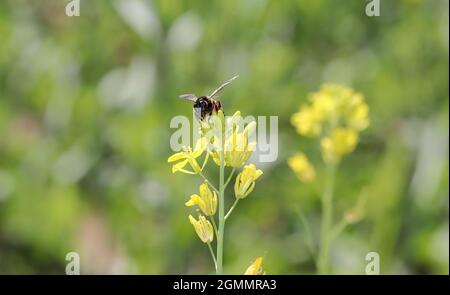 Vue rapprochée de la police Bee recueille le miel naturel frais bio et la cire d'abeille de la fleur de moutarde jaune Banque D'Images