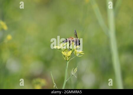 Vue rapprochée de l'abeille Bee collectant du miel naturel frais bio et de la cire d'abeille de la fleur de moutarde jaune Banque D'Images