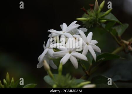 un bouquet de fleurs de jasmin blanches Banque D'Images