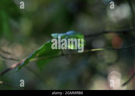 motif vert abstrait avec feuilles vertes Banque D'Images