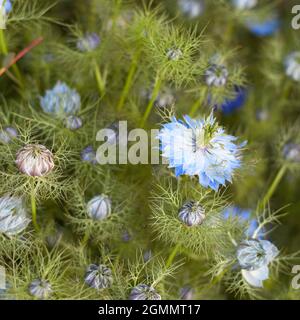 Nigella damask, amour-dans-la-brume, dame déchiquetée ou diable dans la brousse, principalement utilisé comme une plante ornementale. Par conséquent, il est souvent cultivé pour décorer la bouqu Banque D'Images