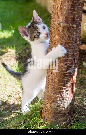 chaton grimpant sur le tronc de l'arbre Banque D'Images