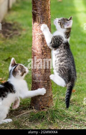 chaton grimpant sur le tronc de l'arbre Banque D'Images