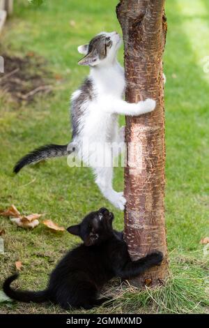 chaton grimpant sur le tronc de l'arbre Banque D'Images