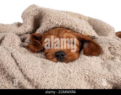 Adorable chiot Cobberdog alias Labradoodle, allongé sous une couverture brune dormant. Isolé sur un fond blanc. Banque D'Images