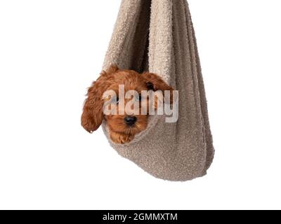 Adorable chiot Cobberdog alias Labradoodle chien, suspendu en blanke brun comme bébé nouveau-né. Regarder directement vers l'appareil photo. Isolé sur un fond blanc. Banque D'Images