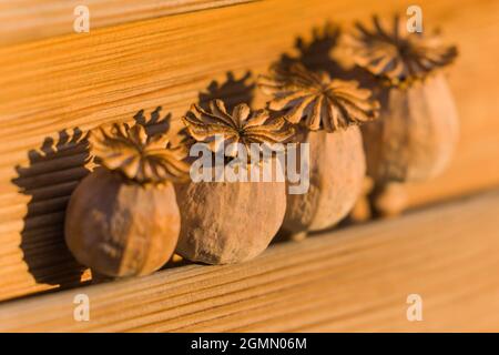 Foyer sélectif de la tête de graines de pavot à opium séchée sur fond de bois. Août 2021. Banque D'Images