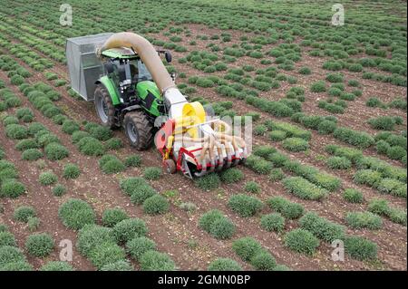 Freital, Allemagne. 20 septembre 2021. Un tracteur de récolte de Bombastus-Werke conduit sur un champ de sauge et récolte des feuilles de sauge pour la production de thé. La deuxième coupe sur certaines zones marque également la fin de la récolte de feuilles de sauge de cette année. Credit: Sebastian Kahnert/dpa-Zentralbild/ZB/dpa/Alay Live News Banque D'Images