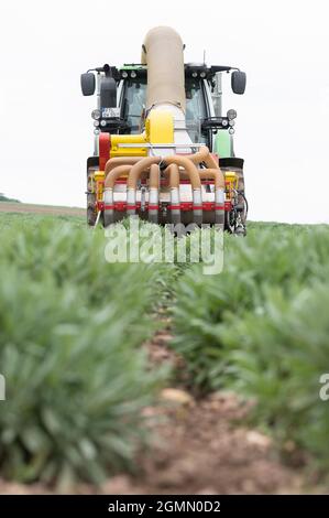 Freital, Allemagne. 20 septembre 2021. Un tracteur de récolte de Bombastus-Werke conduit sur un champ de sauge et récolte des feuilles de sauge pour la production de thé. La deuxième coupe sur certaines zones marque également la fin de la récolte de feuilles de sauge de cette année. Credit: Sebastian Kahnert/dpa-Zentralbild/ZB/dpa/Alay Live News Banque D'Images