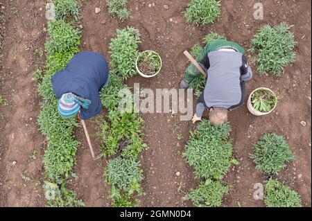 Freital, Allemagne. 20 septembre 2021. Les employés du producteur de remèdes naturels Bombastus se tiennent dans un champ de sauge et débaquent les plantes des mauvaises herbes dans la période qui a suivi la récolte des feuilles de sauge. La deuxième coupe sur certaines zones marque également la fin de la récolte de feuilles de sauge de cette année. Credit: Sebastian Kahnert/dpa-Zentralbild/ZB/dpa/Alay Live News Banque D'Images