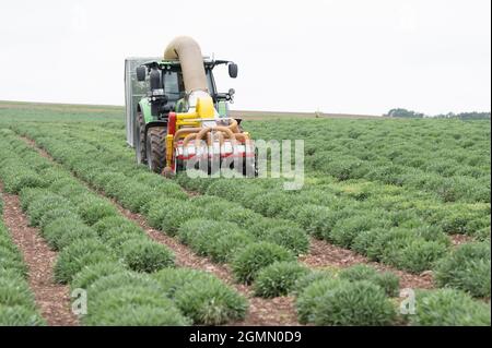 Freital, Allemagne. 20 septembre 2021. Un tracteur de récolte de Bombastus-Werke conduit sur un champ de sauge et récolte des feuilles de sauge pour la production de thé. La deuxième coupe sur certaines zones marque également la fin de la récolte de feuilles de sauge de cette année. Credit: Sebastian Kahnert/dpa-Zentralbild/ZB/dpa/Alay Live News Banque D'Images