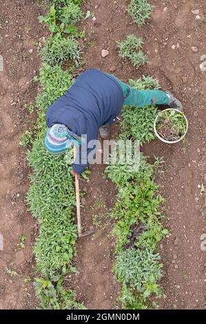 Freital, Allemagne. 20 septembre 2021. Un employé du producteur de remèdes naturels Bombastus se tient dans un champ de sauge et libère les plantes des mauvaises herbes dans la période qui a suivi la récolte des feuilles de sauge. La deuxième coupe sur certaines zones marque également la fin de la récolte de feuilles de sauge de cette année. Credit: Sebastian Kahnert/dpa-Zentralbild/ZB/dpa/Alay Live News Banque D'Images