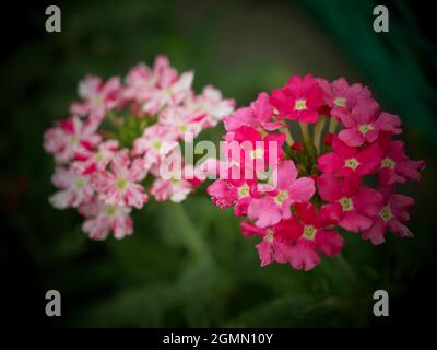 Verveine en fleurs, gros plan. Une inflorescence de fleurs roses. Le verbena officinalis, le verbène commun ou verbène commun, est l'espèce type et nativ Banque D'Images