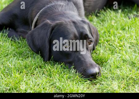Gros plan sur le jeune Labrador noir retriever Banque D'Images