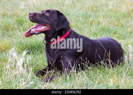 Brown Labrador retriever Banque D'Images