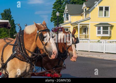 Paire de chevaux tirant une calèche sur l'île Mackinaw Banque D'Images