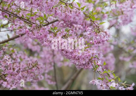 Cerisier d'automne, cerisier à fleurs d'hiver (Prunus subhirtella 'Fukubana', Prunus subhirtella Fukubana), floraison, cultivar Fukubana Banque D'Images