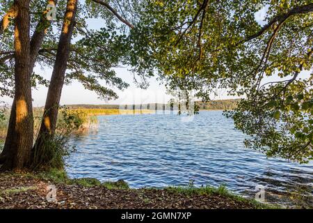 Aulne commun, aulne noir, aulne européen (Alnus glutinosa), aulnes sur la rive du lac Carwitz, Allemagne, Mecklembourg-Poméranie occidentale, Parc naturel Banque D'Images