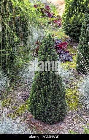 Épinette de chat, épinette de skunk, épinette blanche, épinette d'Alberta naine (Picea glauca 'Pixie', Picea glauca Pixie), cultivar Picea glauca Pixie, Allemagne Banque D'Images