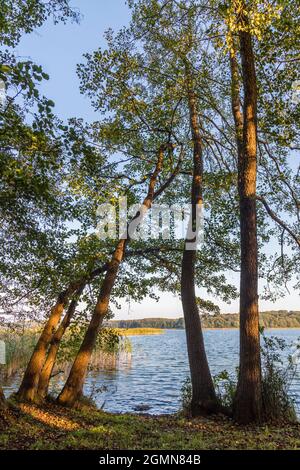 Aulne commun, aulne noir, aulne européen (Alnus glutinosa), aulnes sur la rive du lac Carwitz, Allemagne, Mecklembourg-Poméranie occidentale, Parc naturel Banque D'Images