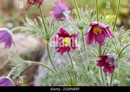 fleur de pasque (Pulsatilla vulgaris 'Rubra', Pulsatilla vulgaris Rubra), floraison, cultivar Rubra, Allemagne Banque D'Images