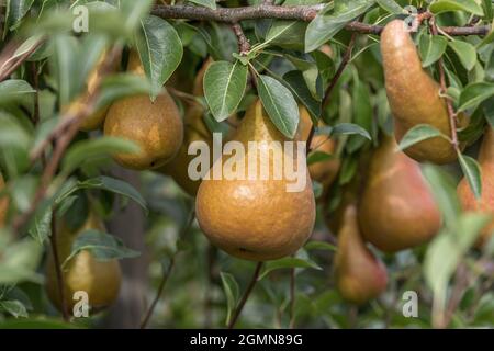 Poire commune (Pyrus communis 'Durondeau de Tongre', Pyrus communis Durondeau de Tongre), poire sur un arbre, cultivar Durondeau de Tongre Banque D'Images