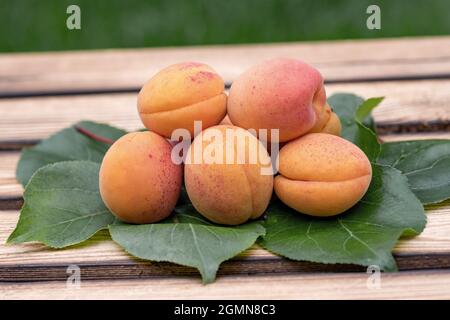 Abricot (Prunus armeniaca 'Tardicot', Prunus armeniaca Tardicot), abricot du cultivar Tardicot Banque D'Images