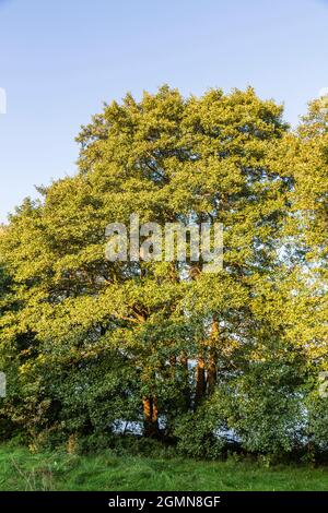 Aulne commun, aulne noir, aulne européen (Alnus glutinosa), aulnes sur la rive du lac Carwitz, Allemagne, Mecklembourg-Poméranie occidentale, Parc naturel Banque D'Images