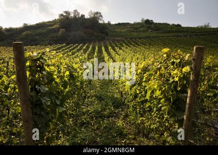 Vigne, vigne (Vitis vinifera), vignes à Mayschoss, Ahrtal, Allemagne, Rhénanie-Palatinat, Eifel, Mayschoss Banque D'Images