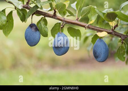 Prunier européenne (Prunus domestica 'Valjevka', Prunus domestica Valjevka), prunes sur une branche, président du cultivar Banque D'Images