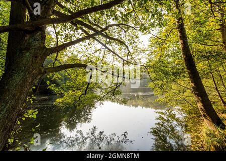 Lac avec alders sur la rive, Allemagne, Brandebourg, NSG Boitzenburger Tiergarten Banque D'Images