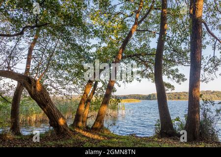 Aulne commun, aulne noir, aulne européen (Alnus glutinosa), aulnes sur la rive du lac Carwitz, Allemagne, Mecklembourg-Poméranie occidentale, Parc naturel Banque D'Images