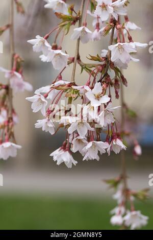 Tokyo Sherry, Yoshino cherry, Potomac cherry (Prunus x yedoensis 'Ivensii', Prunus x yedoensis Ivensii, Prunus yedoensis, Prunus speciosa x Prunus Banque D'Images