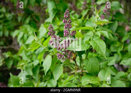 Jeunes boutons de fleurs violettes sur les branches d'un buisson lilas au printemps. Banque D'Images