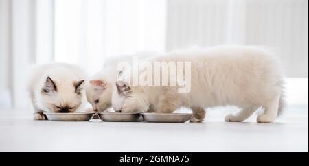 Ragdoll chats dans une pièce lumineuse Banque D'Images