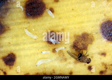 Mouche commune de fruits ou de vinaigre - Drosophila melanogaster et larves - maggots. C'est une espèce de mouche de la famille des Drosophilidae. C'est un ravageur. Banque D'Images