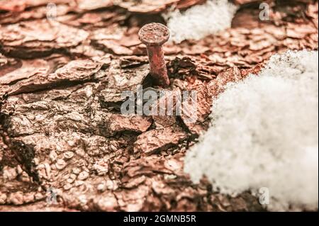 Un clou dans un arbre vivant. L'arbre tente de guérir la plaie. Prenez soin de la nature. Vous devez être amis avec la nature. Le traitement stylisé du Banque D'Images
