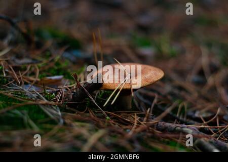 Flou artistique gros plan sur les champignons toxiques, les laits, parmi l'herbe sèche, les feuilles et les aiguilles. Champignon champignon croissant dans la forêt verte sur la mousse. Boletus se cachant Banque D'Images