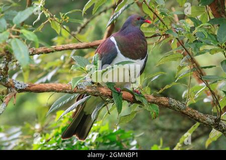 Un kereru, ou pigeon néo-zélandais (Hemiphaga novaeseelandiae), un grand et attrayant oiseau originaire de Nouvelle-Zélande. Il est perché dans un arbre fuchsia Banque D'Images