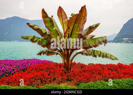 Vue sur le lac de Lugano depuis Parco Ciani et son jardin fleuri. Lugano, Canton du Tessin, Suisse. Banque D'Images