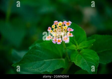 Mise au point sélective sur la belle FLEUR LANTANA CAMARA avec des feuilles vertes isolées avec un fond vert foncé flou. Vue du matin dans le jardin. Banque D'Images