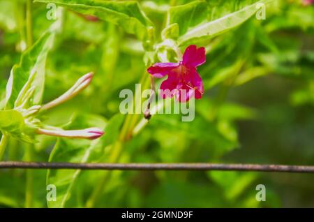 Mise au point sélective sur LA FLEUR DE JALAPA MIRABILIS ROSE avec des feuilles vertes isolées avec un fond vert flou dans le soleil du matin dans le jardin. Banque D'Images