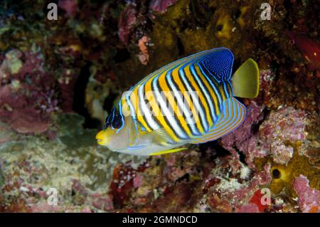 Anglesine royal, Pygoplites diacanthus, île de Sipadan, Sabah, Malaisie. Profondeur: 10.6m. Banque D'Images