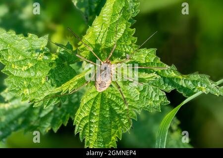Gros plan d'un harvestman Phalangium opilio assis sur un ortie Banque D'Images