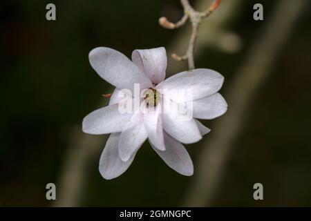 Gros plan fleur Magnolia Stellata Tree à Amsterdam, pays-Bas 12-4-2021 Banque D'Images