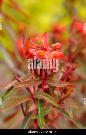 Euphorbia griffithii 'Dixter' présentant des grappes caractéristiques de fleurs d'orange au début de l'été. « Dixter », un spup britannique Banque D'Images