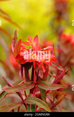 Euphorbia griffithii 'Dixter' présentant des grappes caractéristiques de fleurs d'orange au début de l'été. « Dixter », un spup britannique Banque D'Images