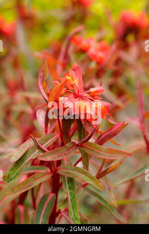 Euphorbia griffithii 'Dixter' présentant des grappes caractéristiques de fleurs d'orange au début de l'été. « Dixter », un spup britannique Banque D'Images