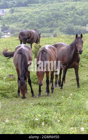 Trois chevaux bruns se tiennent d'affilée. L'un regarde l'appareil photo tandis que les autres mangent de l'herbe. Les chevaux se broutent dans les montagnes au milieu de l'herbe verte. Le Banque D'Images