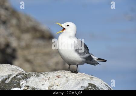 - Mouette tridactyle (Rissa tridactyla) Banque D'Images